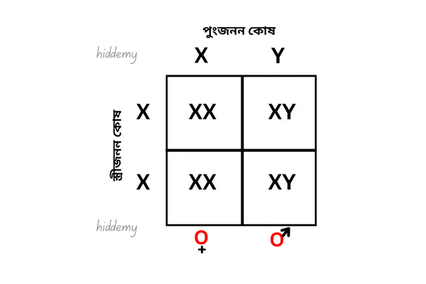 SEBA Class 10 Science Chapter 9 Question Answers | বংশগতি আৰু ক্ৰমবিকাশ | Heredity and Evolution 1 SEBA Class 10 Science Chapter 9 Question Answers for মানৱ লিংগ ক্ৰম'জমৰ চিত্ৰ (X और Y)