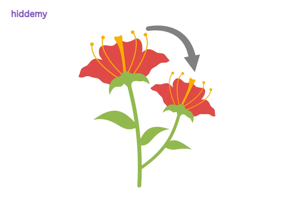 SEBA Class 10 Science Chapter 8 MCQs How Do Organisms Reproduce | জীৱই কেনেকৈ বংশবিস্তাৰ কৰে Most Important MCQs Assam HSLC 5 Illustration of self-pollination in a flower showing pollen transfer within the same flower