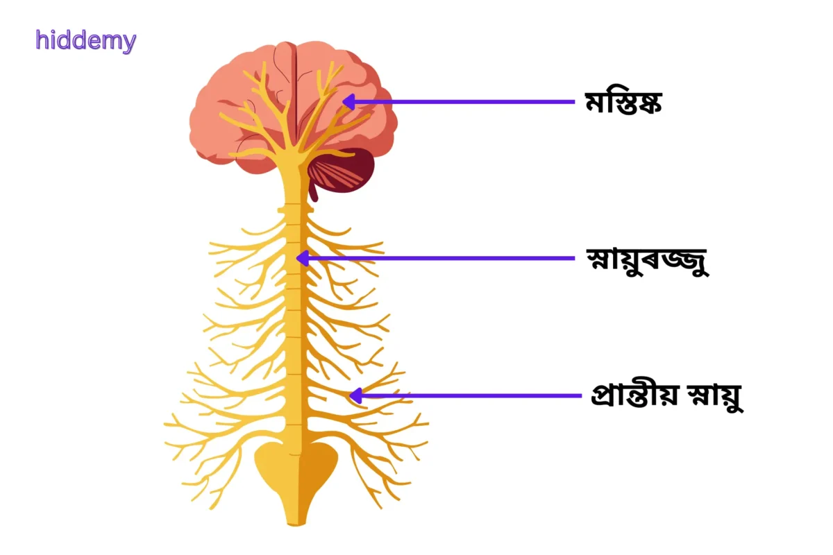 SEBA Class 10 Science Chapter 7 MCQs Control and Coordination | নিয়ন্ত্ৰণ আৰু সমন্বয় Most Important MCQs Assam HSLC 1 Diagram of nervous system for SEBA Class 10 Science Chapter 7 MCQs Control and Coordination