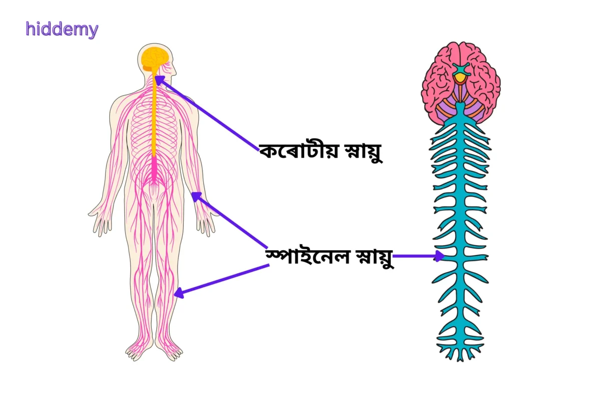 SEBA Class 10 Science Chapter 7 MCQs Control and Coordination | নিয়ন্ত্ৰণ আৰু সমন্বয় Most Important MCQs Assam HSLC 3 Diagram of peripheral nervous system for SEBA Class 10 Science Chapter 7 MCQs Control and Coordination