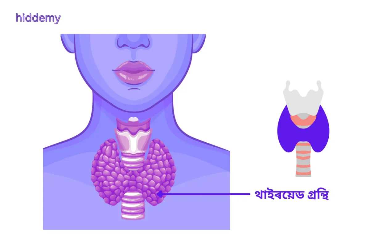 SEBA Class 10 Science Chapter 7 MCQs Control and Coordination | নিয়ন্ত্ৰণ আৰু সমন্বয় Most Important MCQs Assam HSLC 4 Diagram of thyroid gland for SEBA Class 10 Science Chapter 7 MCQs Control and Coordination
