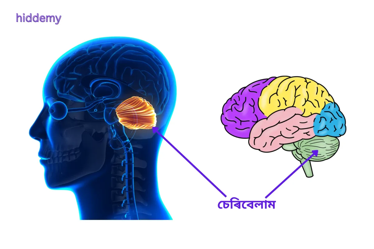SEBA Class 10 Science Chapter 7 MCQs Control and Coordination | নিয়ন্ত্ৰণ আৰু সমন্বয় Most Important MCQs Assam HSLC 5 Diagram of cerebellum for SEBA Class 10 Science Chapter 7 MCQs Control and Coordination