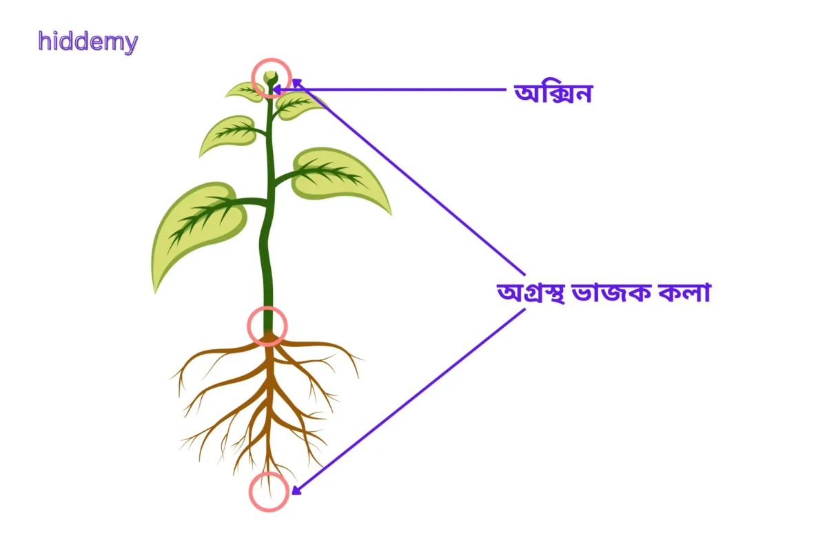 SEBA Class 10 Science Chapter 7 MCQs Control and Coordination | নিয়ন্ত্ৰণ আৰু সমন্বয় Most Important MCQs Assam HSLC 7 Diagram showing auxin synthesis in apical part of stem for SEBA Class 10 Science Chapter 7 MCQs Control and Coordination