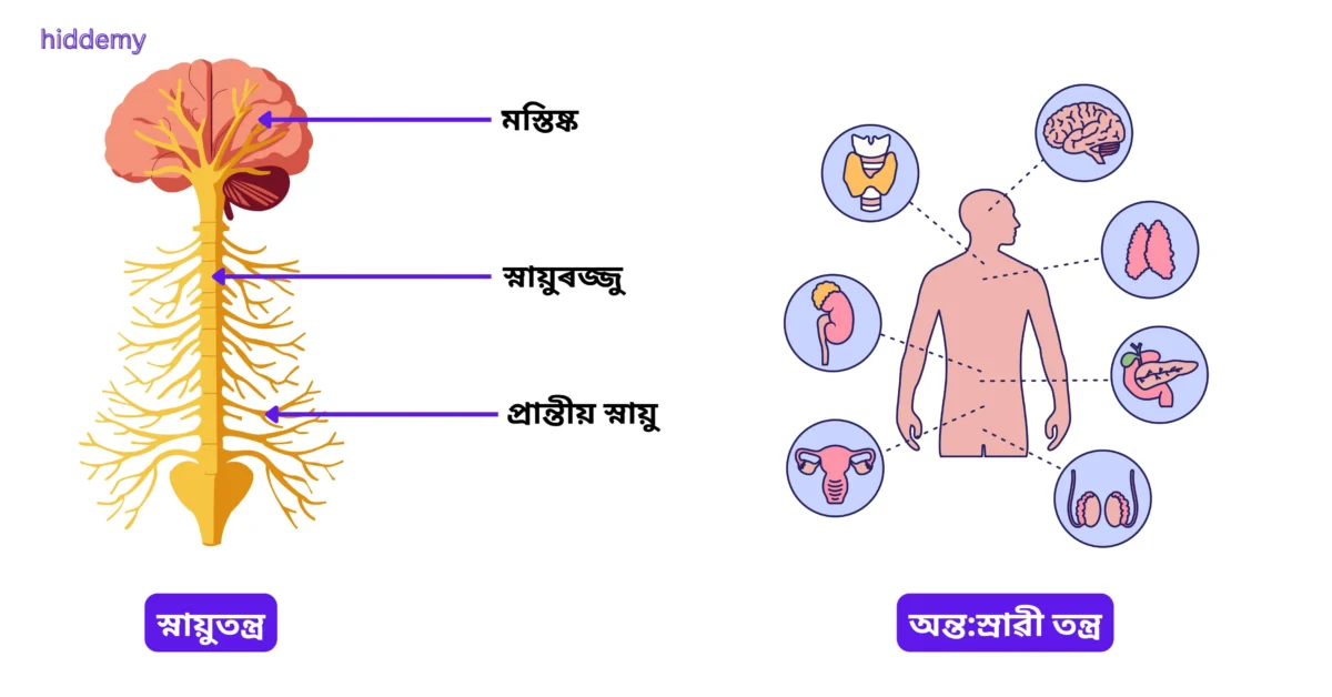 SEBA Class 10 Science Chapter 7 Notes Control and Coordination (নিয়ন্ত্ৰণ আৰু সমন্বয়) for HSLC 2026 | Assamese Medium 1 Diagram of Control and Coordination Systems for SEBA Class 10 Science Chapter 7 Notes Control and Coordination