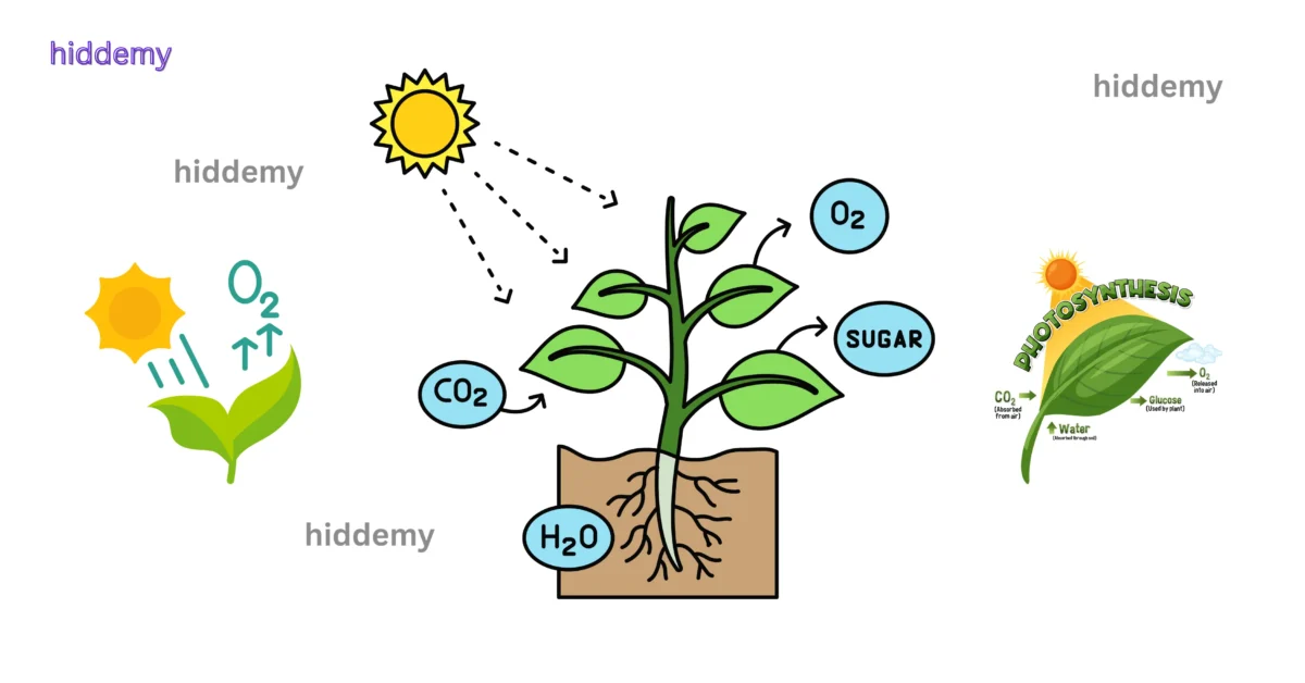 SEBA Class 10 Science Chapter 6 Summary Life Process | জীৱন প্ৰক্ৰিয়া Notes HSLC SEBA Assam 4 Diagram for SEBA Class 10 Science Chapter 6 Photosynthesis