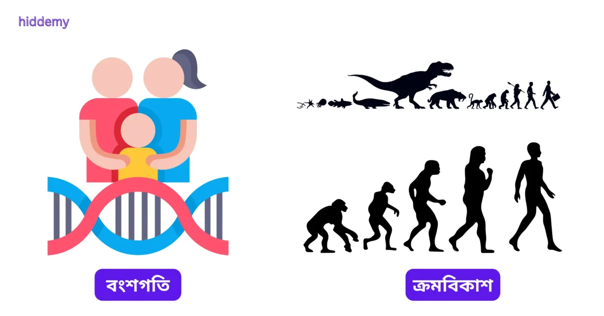 SEBA Class 10 Science Chapter 9 Notes Heredity and Evolution (বংশগতি আৰু ক্ৰমবিকাশ) for HSLC 2026 | Assamese Medium 1 Diagram of Heredity and Evolution for SEBA Class 10 Science Chapter 9 Notes Heredity and Evolution