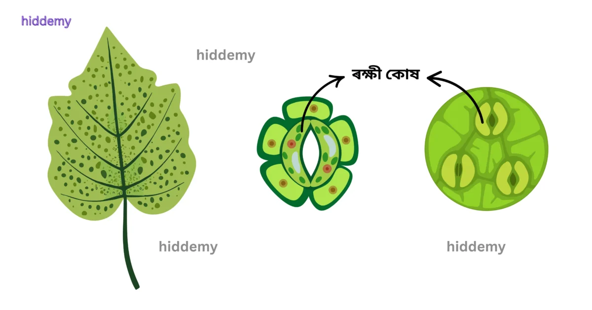 SEBA Class 10 Science Chapter 6 Summary Life Process | জীৱন প্ৰক্ৰিয়া Notes HSLC SEBA Assam 5 Diagram for SEBA Class 10 Science Chapter 6 Stomata
