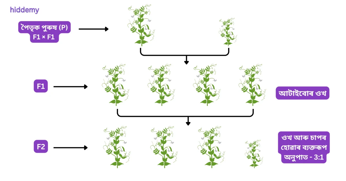 SEBA Class 10 Science Chapter 9 Notes Heredity and Evolution (বংশগতি আৰু ক্ৰমবিকাশ) for HSLC 2026 | Assamese Medium 3 Diagram of Mendel's Experiment with Pea Plants for SEBA Class 10 Science Chapter 9 Notes