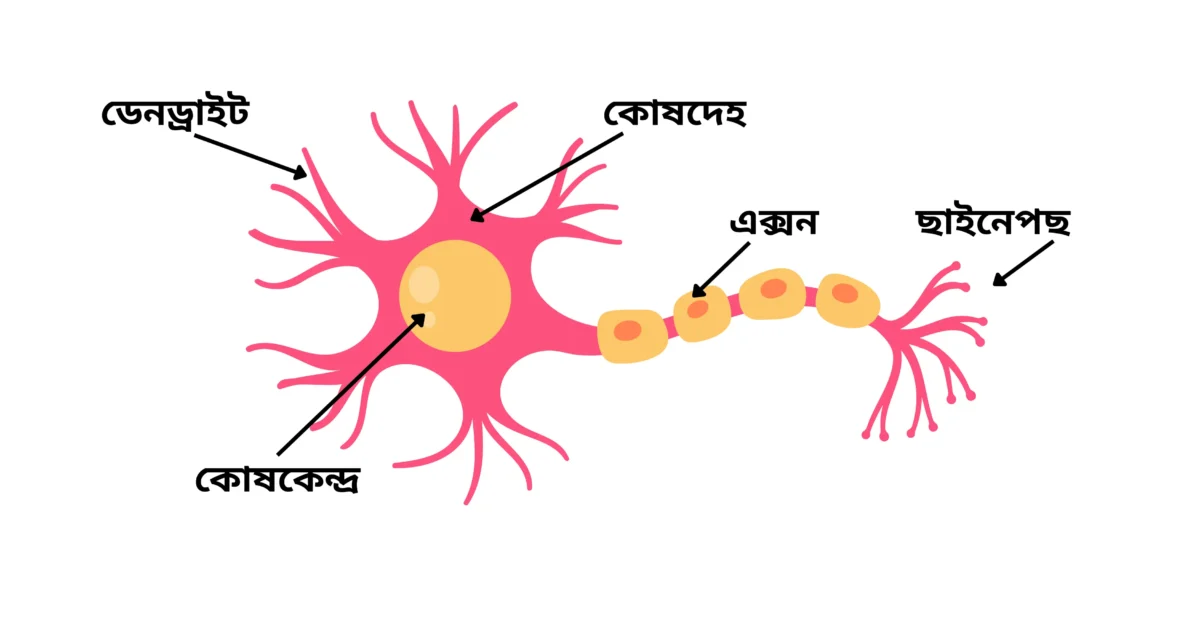 SEBA Class 10 Science Chapter 7 MCQs Control and Coordination | নিয়ন্ত্ৰণ আৰু সমন্বয় Most Important MCQs Assam HSLC 2 Structure of neuron for SEBA Class 10 Science Chapter 7 MCQs Control and Coordination