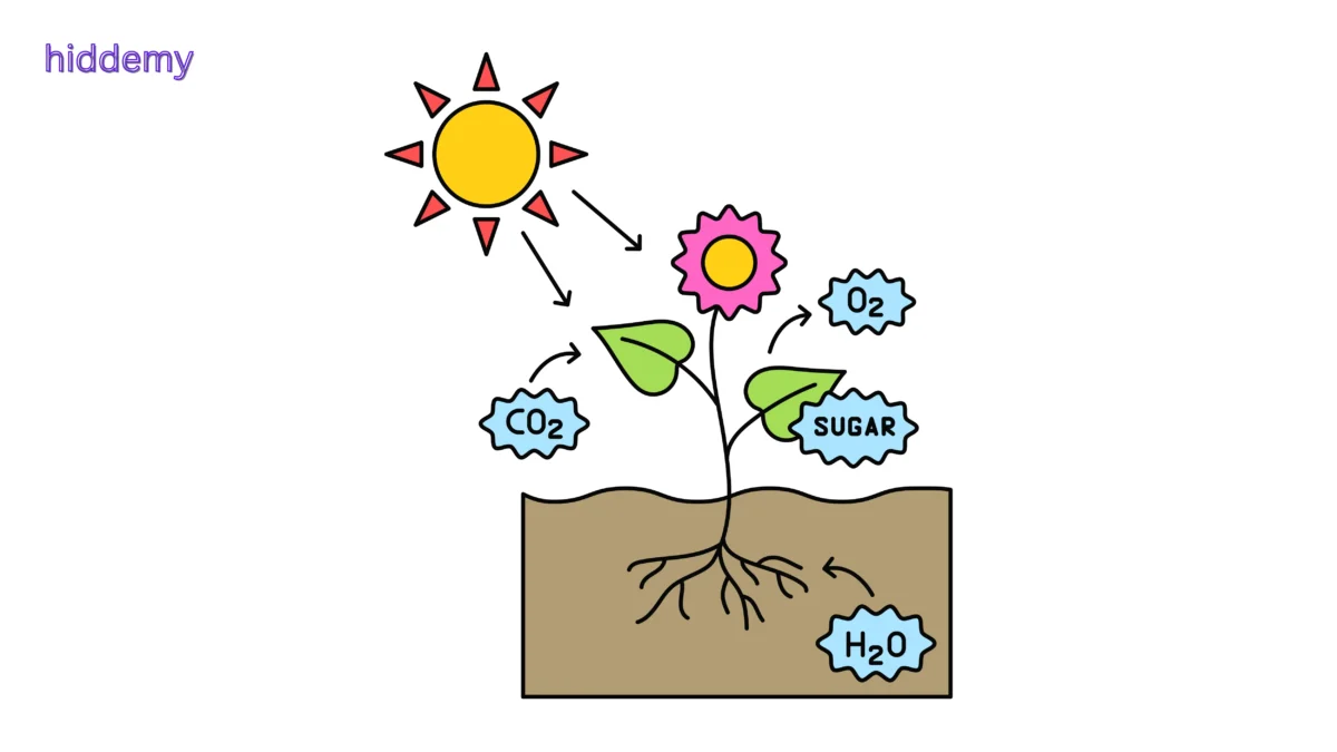 SEBA Class 10 Science Chapter 6 Summary Life Process | জীৱন প্ৰক্ৰিয়া Notes HSLC SEBA Assam 3 Diagram for SEBA Class 10 Science Chapter 6 Autotrophic Nutrition