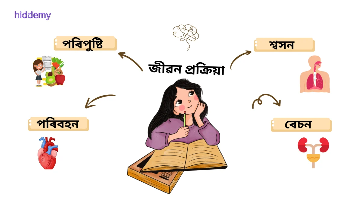 SEBA Class 10 Science Chapter 6 Summary Life Process | জীৱন প্ৰক্ৰিয়া Notes HSLC SEBA Assam 1 Diagram for SEBA Class 10 Science Chapter 6 Summary Life Process