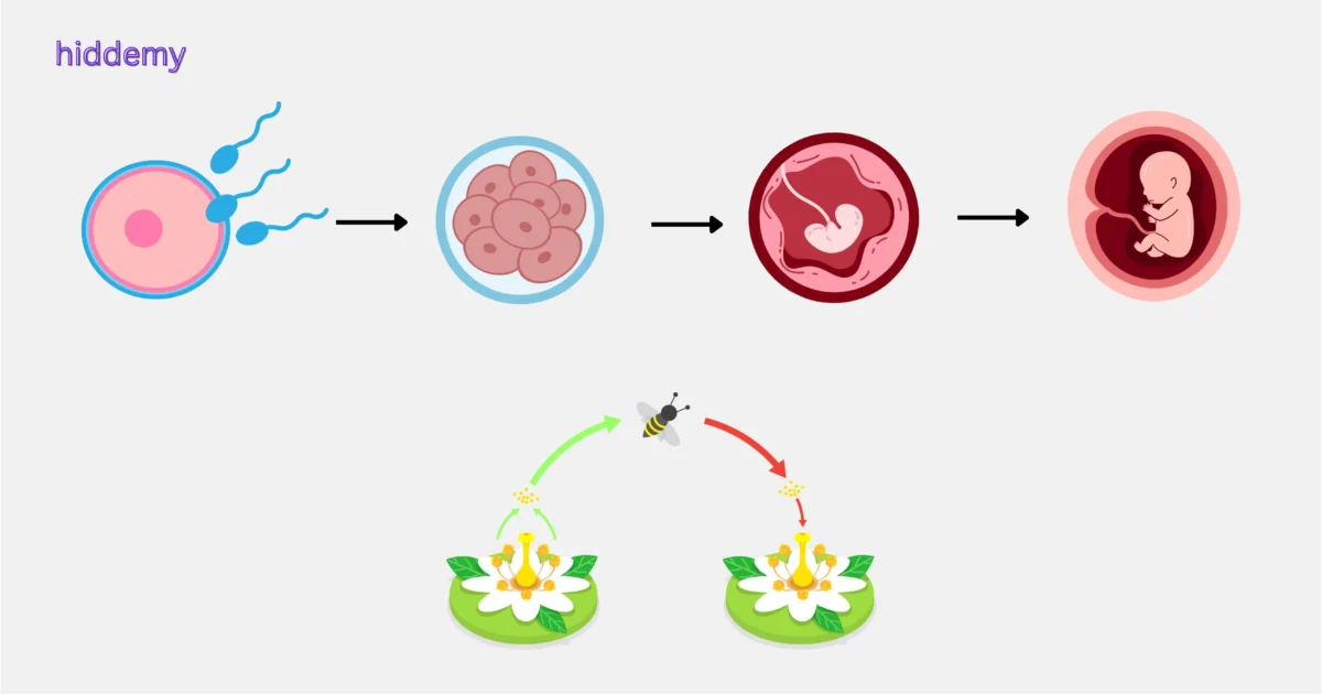 SEBA Class 10 Science Chapter 8 Notes How Do Organisms Reproduce (জীৱই কেনেকৈ বংশবিস্তাৰ কৰে) for HSLC 2026 | Assamese Medium 1 Illustration of Reproduction Process for SEBA Class 10 Science Chapter 8 Notes How Do Organisms Reproduce