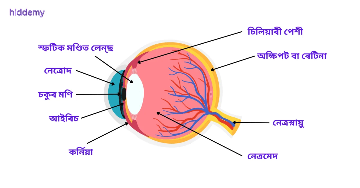 SEBA Class 10 Science Chapter 9 Notes The Human Eye and the Colourful World (মানুহৰ চকু আৰু বৰ্ণিল পৃথিৱী) for HSLC 2026 | Assamese Medium 1 Diagram of Human Eye Structure for SEBA Class 10 Science Chapter 11 Notes The Human Eye and the Colourful World